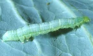 uploads/images/pest/cucurbit semilooper.jpg